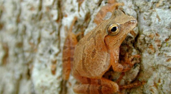 Thousands Of Singing Spring Peepers Are A Welcome Sound Of A New Season Here In Wisconsin
