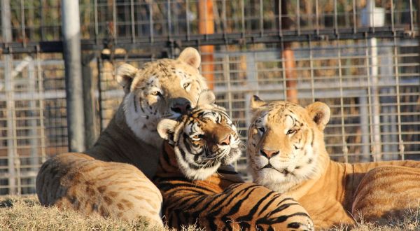 Dozens Of Tigers Rescued From The Zoo In Netflix’s Tiger King Have Been Re-Homed In Colorado