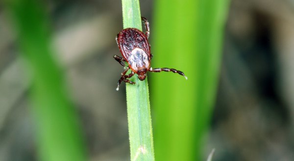 Experts Predict That The Tick Population In Florida Will Be About Average This Year