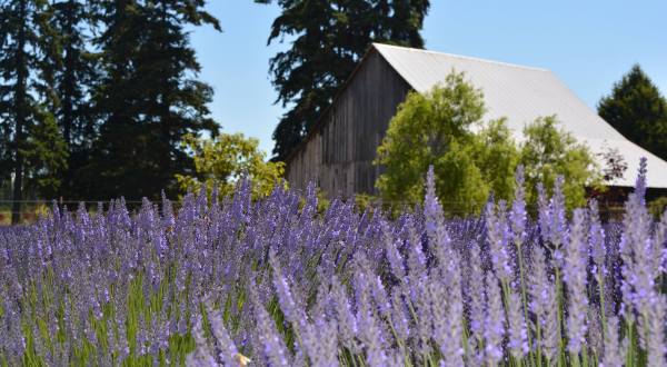 Lavender And Loofahs Grow In Abundance At Moonbeam Farm In Northern California
