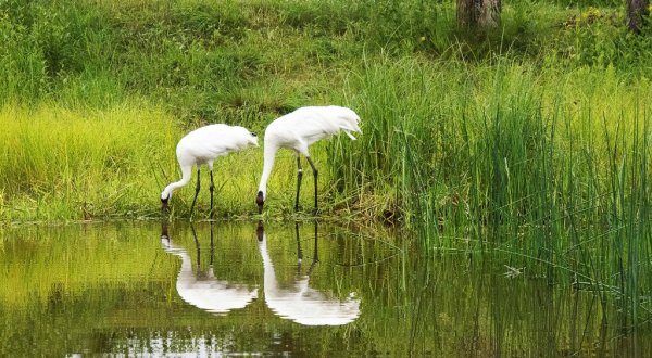 Wisconsin’s International Crane Foundation Is The Only Place In The World Where You Can See All 15 Species Of Crane  