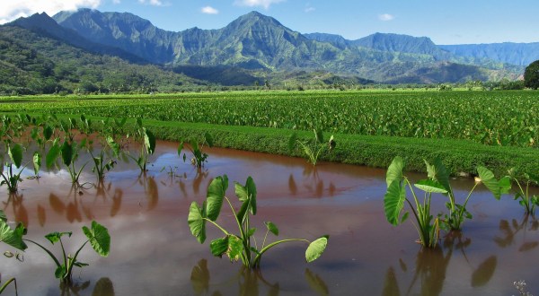 8 Agricultural Industries That Have Shaped The Hawaiian Islands