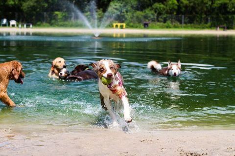 The 42-Acre Dog Park In Florida, Dogwood Park, Is Also A Hiker’s Paradise