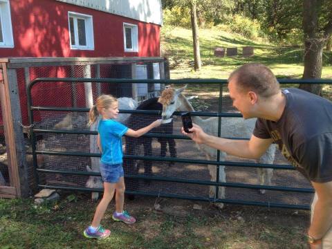 Pauley Alpaca Company Farm In Minnesota Makes For A Fun Family Day Trip