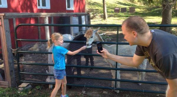 Pauley Alpaca Company Farm In Minnesota Makes For A Fun Family Day Trip
