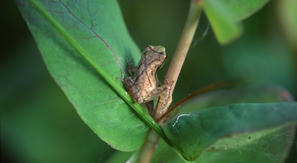 Thousands Of Singing Spring Peepers Are A Welcome Sound Of A New Season Here In Florida