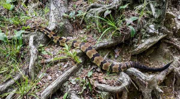 Watch Your Step To Avoid These Venomous Snakes Around New York