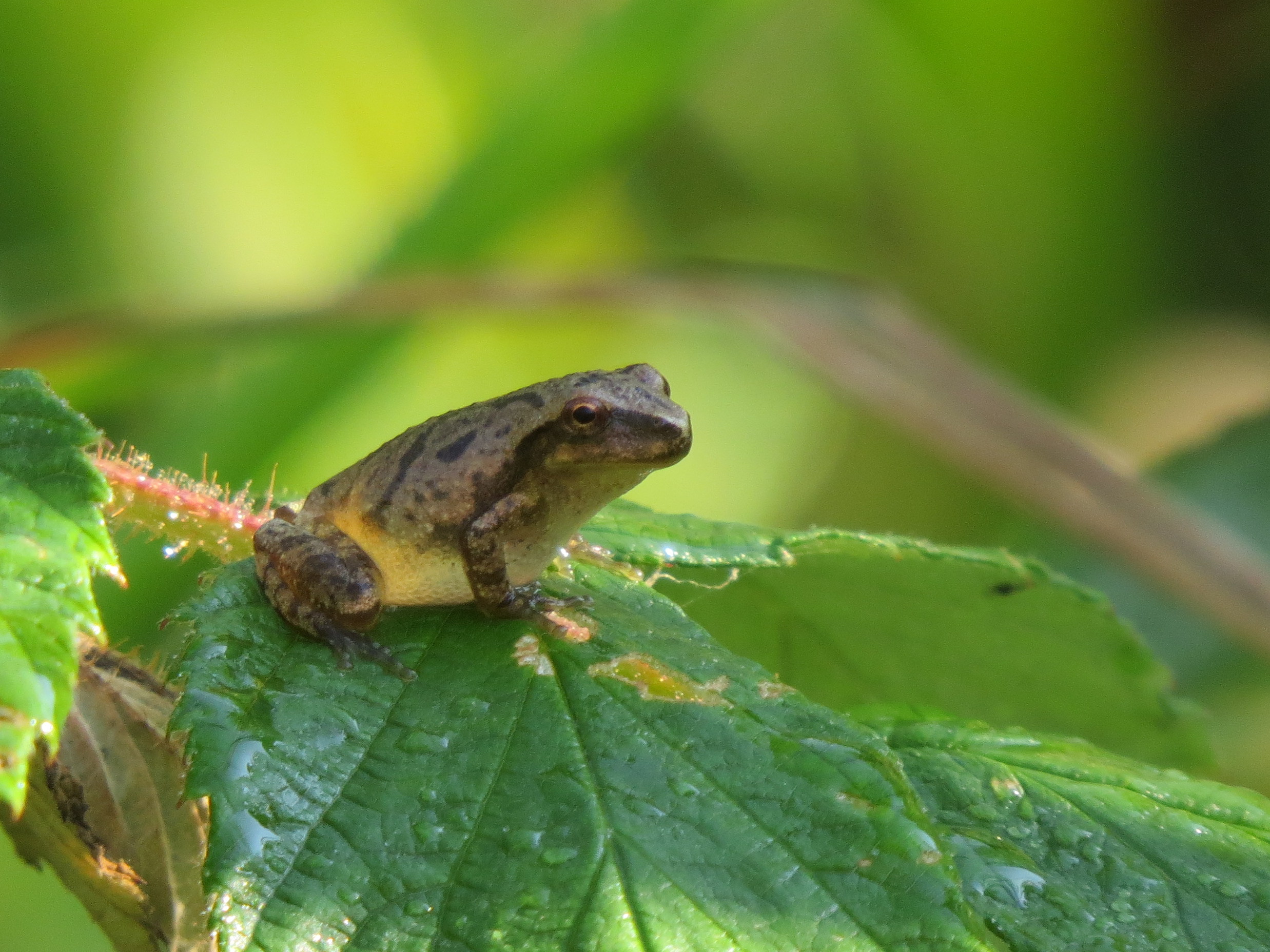 When Do Spring Peepers Come Out In Maryland Well Fill You In