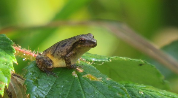 Thousands Of Singing Spring Peepers Are A Welcome Sound Of A New Season Here In Maryland