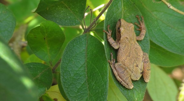 Thousands Of Singing Spring Peepers Are A Welcome Sound Of A New Season Here In New Jersey