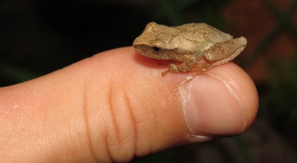 Thousands Of Singing Spring Peepers Are A Welcome Sound Of A New Season Here In North Carolina