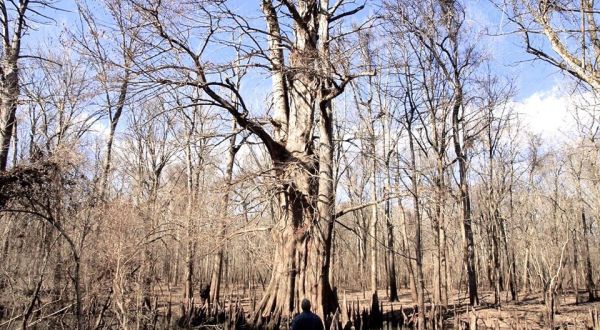 Arkansas’ Champion Cypress Tree Is One Of The Oldest Living Things In America