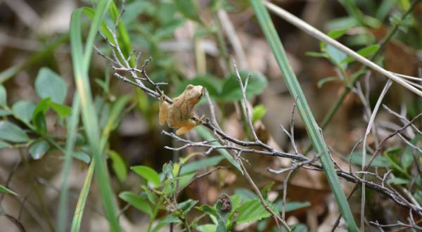 Thousands Of Singing Spring Peepers Are A Welcome Sound Of A New Season Here In Iowa