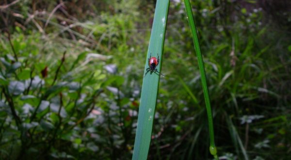 Experts Predict That The Tick Population In Georgia Will Be Less Active This Year