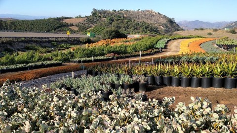 Walk Through A Sea Of Succulents At Southern California's Waterwise Botanicals