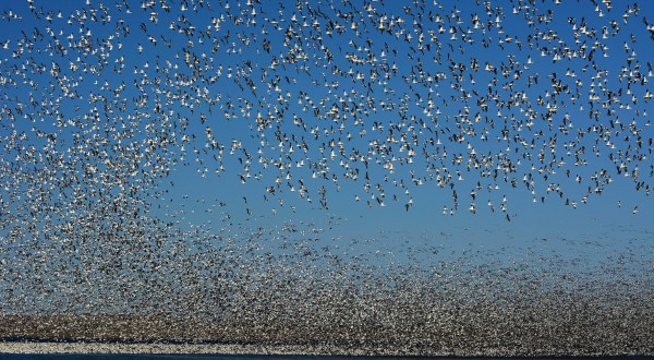 Millions Of Snow Geese Are Flying Right Over North Dakota During Their Spring Migration