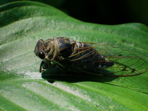 Prepare Your Ears For The Chance Of Extra Cicadas In Georgia This Spring
