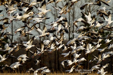 One Of The Best Places For Birdwatching In Kentucky Can Be Found At A Little-Known Wildlife Area