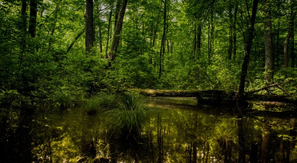 The Oldest Lake In New Jersey Is A Beautiful Piece Of Living History