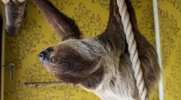Mississippi’s Hattiesburg Zoo Has A Sloth Cam…And It’s As Great As You’d Expect