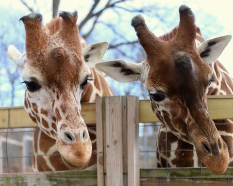 The Zoo In Pennsylvania That's Live Streaming Giraffes For Your Enjoyment