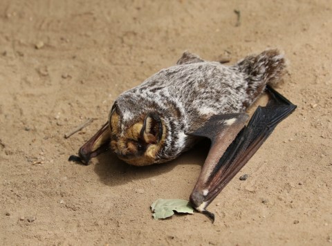 Thousands Of Bats Will Be Invading Colorado Once Again This Spring