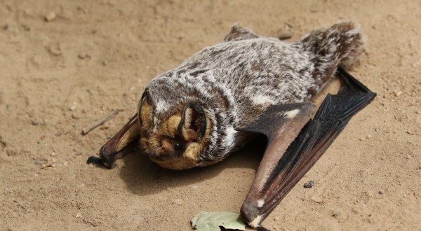 Thousands Of Bats Will Be Invading Colorado Once Again This Spring