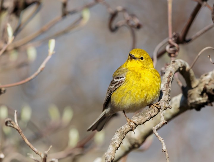 7 Of The Most Common Birds In Arizona During Springtime