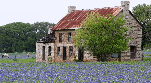 Take A Virtual Tour Through A Sea Of Bluebonnets In The Texas Hill Country