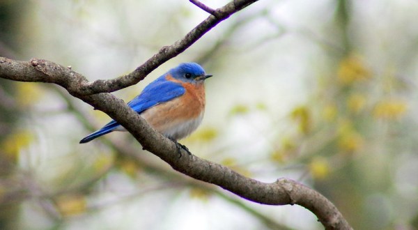 This Spring Is The Perfect Time To Listen For These Backyard Birdsongs Common In West Virginia