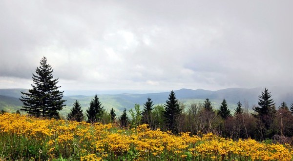 The Highland Scenic Highway Is A Back Road You Didn’t Know Existed But Is Perfect For A Scenic Drive In West Virginia