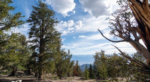 Hike This Ancient Forest Near Southern California That’s Home To 4,000-Year-Old Trees