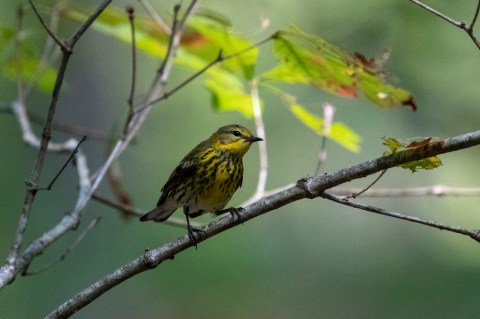 Thousands Of Adorable Songbirds Will Be Making Their Way Through Virginia This Spring