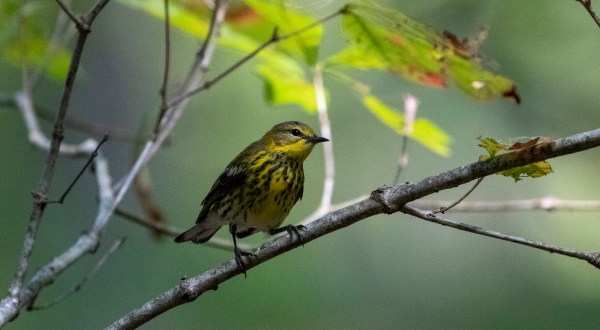 Thousands Of Adorable Songbirds Will Be Making Their Way Through Virginia This Spring