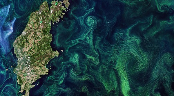 2020 Predictions For Toxic Algae Blooms Every Floridian Should Be Aware Of