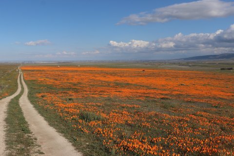 Watch Millions Of Golden Poppies Bloom In Southern California On The Poppy Reserve' s Live Stream In Antelope Valley
