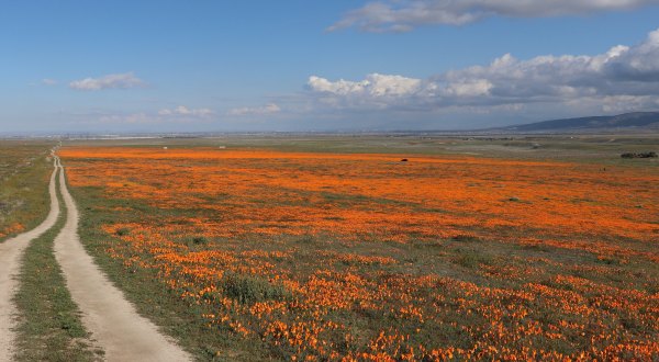 Watch Millions Of Golden Poppies Bloom In Southern California On The Poppy Reserve’ s Live Stream In Antelope Valley