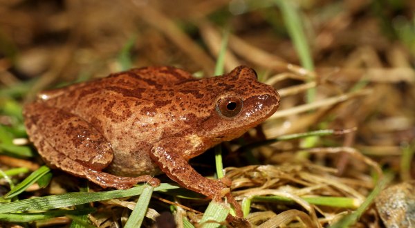 Thousands Of Singing Spring Peepers Are A Welcome Sound Of A New Season Here In Kentucky