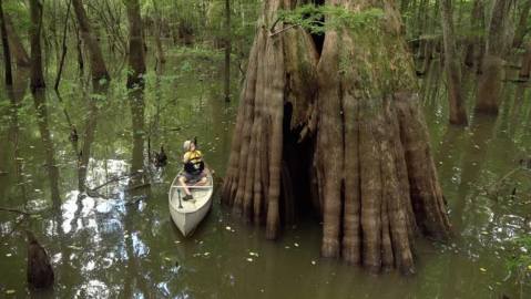 The Mississippi Paddling Trail At Sky Lake Leads To Some Of The World's Oldest And Biggest Trees   