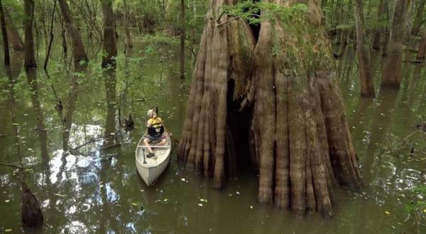 The Mississippi Paddling Trail At Sky Lake Leads To Some Of The World’s Oldest And Biggest Trees   
