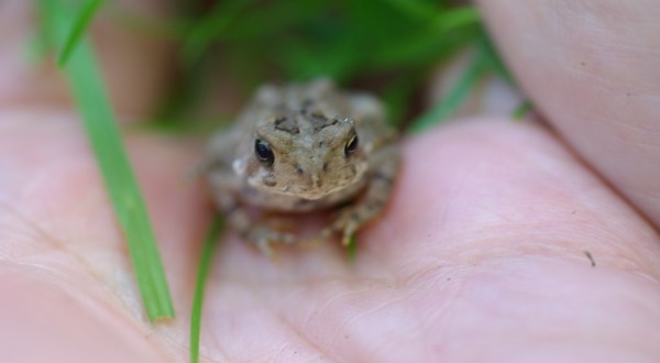 Thousands Of Singing Spring Peepers Are A Welcome Sound Of Normalcy Here In Delaware