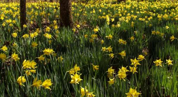 Take A Virtual Tour Through A Sea Of Daffodils In The Bottom Of The Linville Gorge In North Carolina