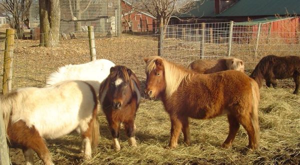 See The Most Adorable Rescued Farm Animals At The Old Poor Farm In Nebraska