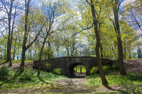Unwind With A Stroll Through Buffalo's Scenic Rumsey Woods In Delaware Park