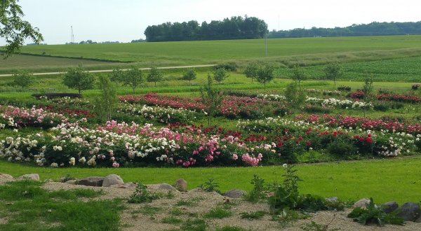 The Dreamy Peony Farm In Minnesota You’ll Want To Visit This Spring