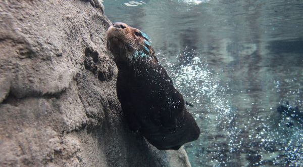 The Mote Marine Laboratory & Aquarium In Florida Is Offering Free Livestreams Of Otters