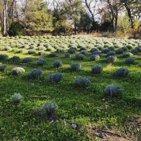 Get Lost In The Acres Of Flowers At The Beautiful Sleepy Bees Lavender Farm In Nebraska