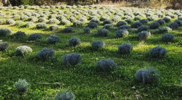 Get Lost In The Acres Of Flowers At The Beautiful Sleepy Bees Lavender Farm In Nebraska