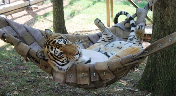 Have A Wild Adventure At The Little-Known Accredited Tiger Sanctuary Located Here In Missouri