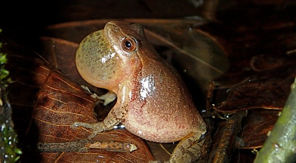 Thousands Of Singing Spring Peepers Are A Welcome Sound Of A New Season Here In Pennsylvania
